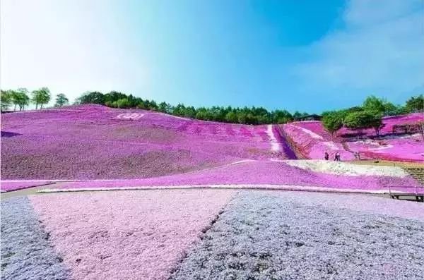 没有樱花没有雪 夏天的北海道依旧挤破头