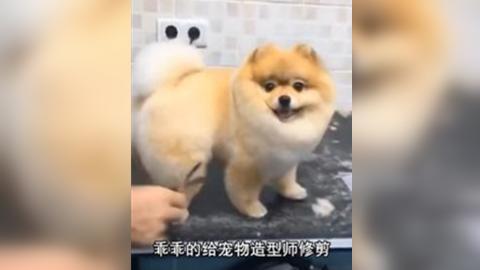 博美犬修剪毛发吸引千万人观看 萌翻网友 好像一团棉花糖 360视频