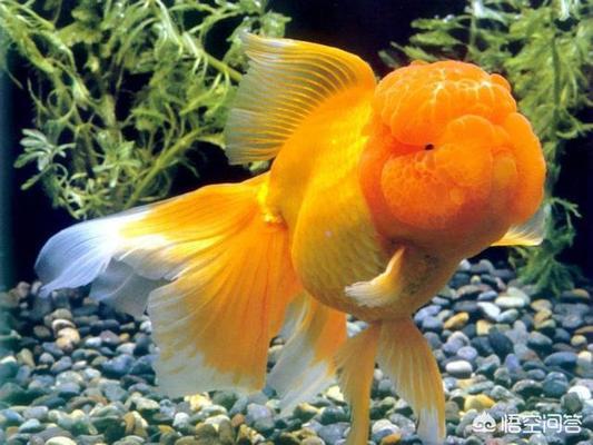 北京鱼缸定制龙岩水族诚信（北京鱼缸定做龙岩水族）