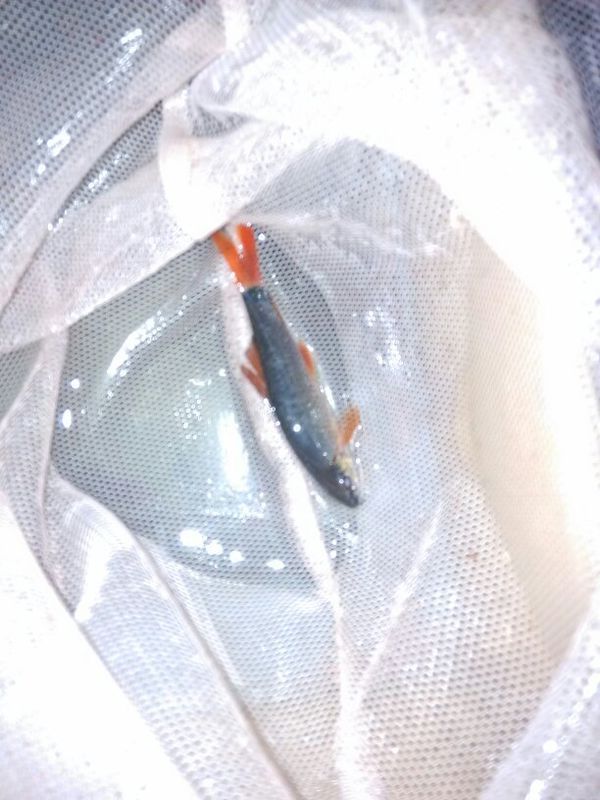 我是分开问的,它是什么鱼?红尾巴的