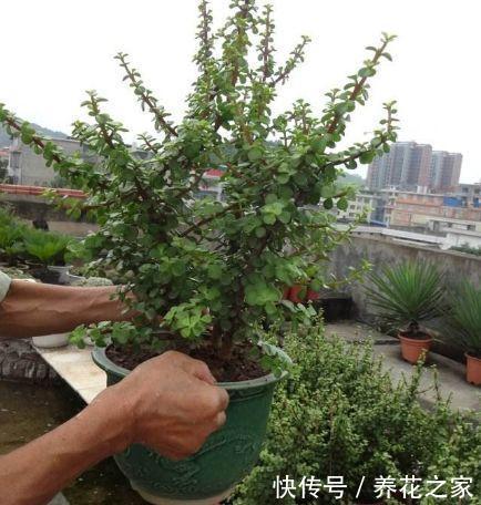 哪里买盆景便宜 t01234bb6ecf8f15ed7.jpg