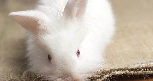 兔子加速 t012375450978b6c2e8.jpg