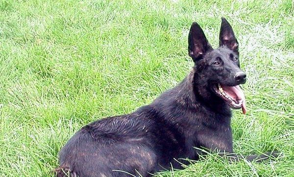 狗狗腰椎长骨刺怎么办?_360问答