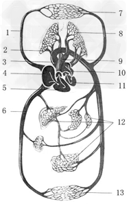 下图为人体血液循环途径示意图。 (1)血液循环