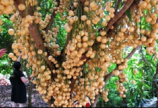 有谁知道这叫什么果那里有卖啊_360问答