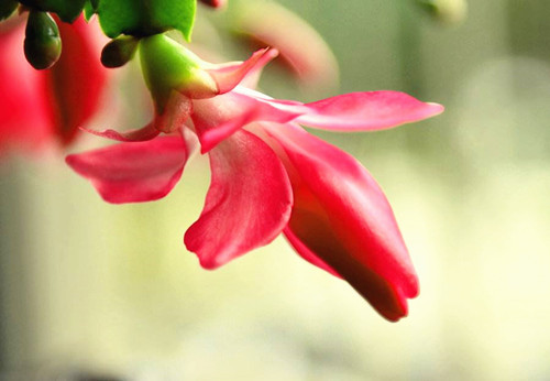蟹爪兰怎样修剪 t0124c0e7481b31e3a9.jpg?size=500x346