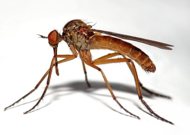 蚊子口腔内有六根针状的构造有一根用来吸血一根用来分泌抗凝血剂