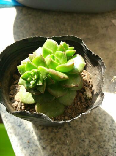 这是什么多肉植物?叶插还是扦插?_360问答