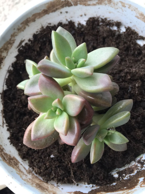 求此多肉名字。_360问答