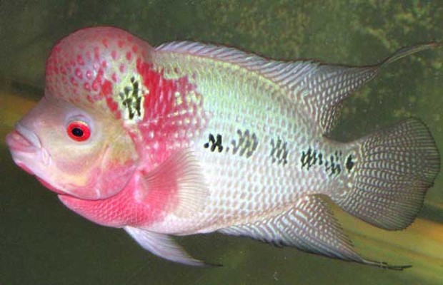 罗汉鱼的寿命有多长_360问答