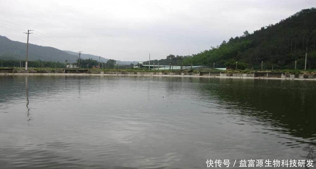 鱼塘水浑发黑鱼虾得病怎么调节水质