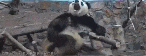 动物也搞笑:做这个工作给配个工作犬也是不错的,安全多了