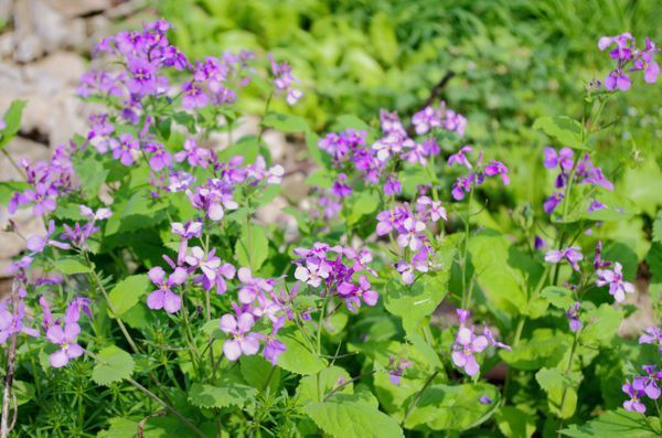 谁知道这种花叫什么名字吗?紫色四瓣花瓣,植株