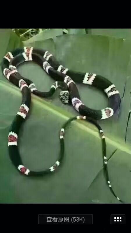 黑色为主,白红相间一节的蛇是什么蛇_360问答
