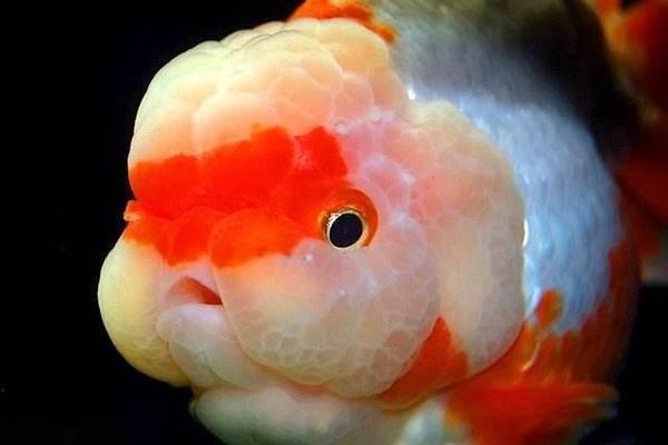 富縣淡水水族館