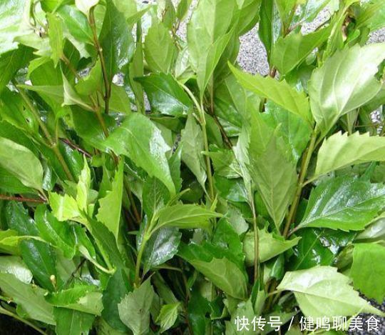 李子柒化腐朽为神奇,臭黄荆变翡翠豆腐,网友:她