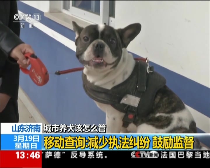 城市养犬该怎么管 山东济南-移动查询:减少执法纠纷 鼓励监督