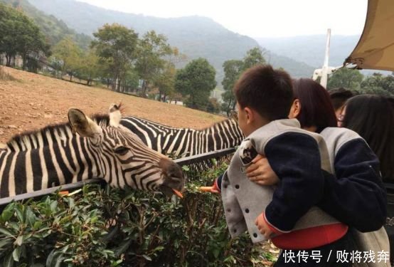 幼儿园小班长颈鹿教案