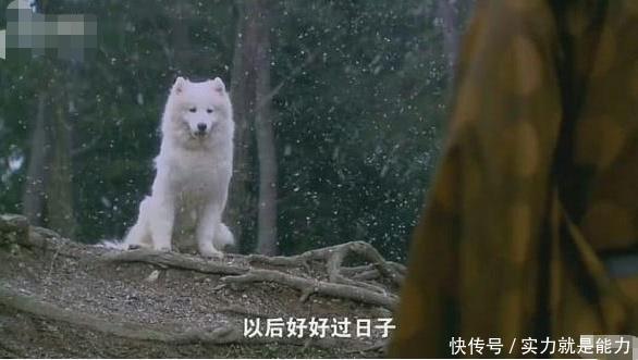 电视剧中那些令人窒息的神操作,杨幂还不算啥