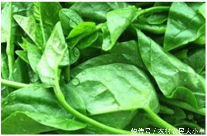 农村的一味珍贵野菜, 被猫踩过, 价格奇贵, 营养价值极高