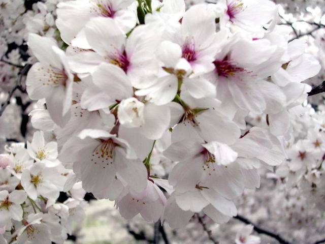 日本国花是什么_日本的国花是菊花_樱花是日