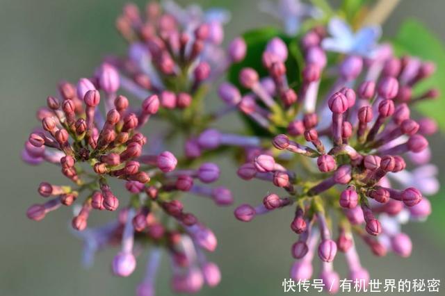 毛孔一天天粗,只怪脸上螨虫越来越多,要趁早给