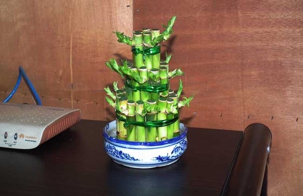 富贵竹能晒太阳吗?_360问答