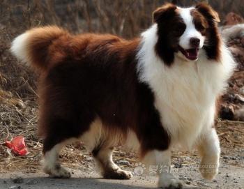 边境牧羊犬哪个颜色看起来最好?(希望有图片)
