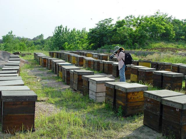 蜜蜂养殖技术|老张断子治螨的启示