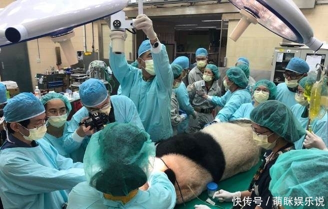 大熊猫装牙套首例!因牙齿断裂团团装上了钛