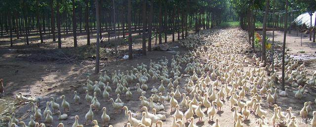 农村现在搞什么养殖业赚钱,听完专家的建议,我