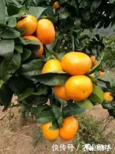 柑橘种植户注意!金秋砂糖橘详细测评来了!