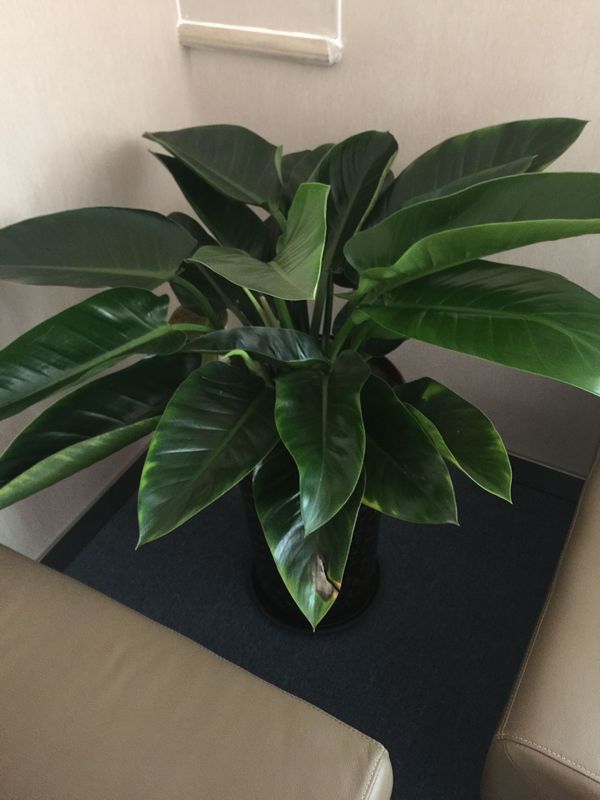 这个绿植叫什么?怎么养护?请问为什么叶子会