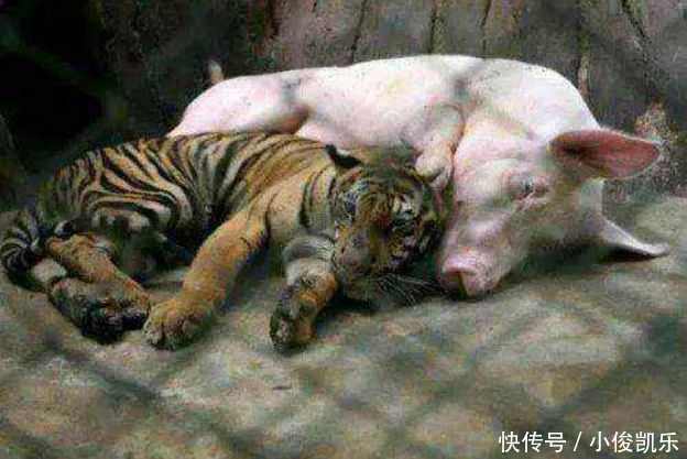 猪吃饭睡着 t012b9613d52a9101e2.jpg?size=624x417
