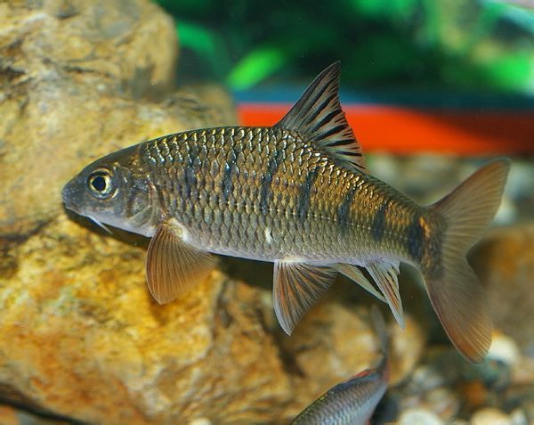 请问这种鱼叫什么名字?澜沧江特别多。_360问