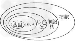 如图是染色体和DNA的关系图,某同学绘制了一