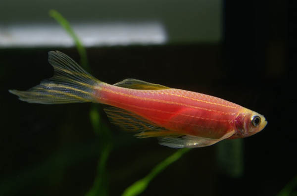 红斑马鱼在冷水里怎么过冬_360问答