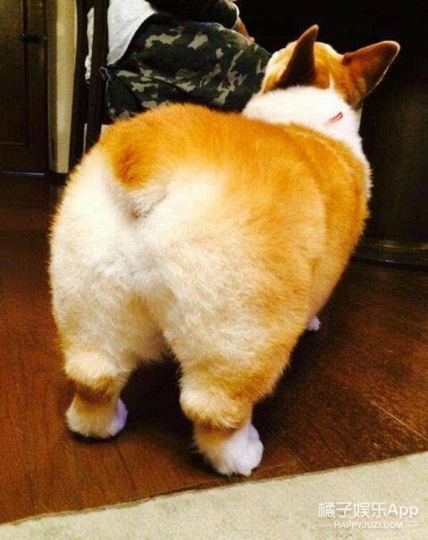 李菲儿这逆天柯基臀,到底怎么练成的?? - 360娱乐,你开心就好