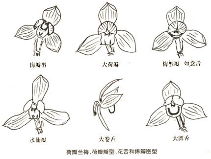 兰花花瓣是什么形状_360问答