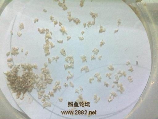 面包虫的卵长什么样子,刚孵化时是什么样子的