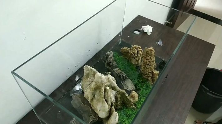 銀川水族批發(fā)市場買龍魚多少錢一條（在銀川水族批發(fā)市場購買龍魚價格是多少？） 水族問答