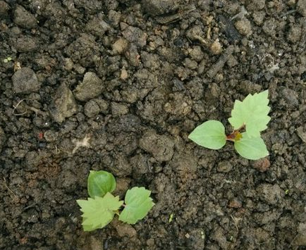 葡萄籽种出芽冬天能放室外吗_360问答