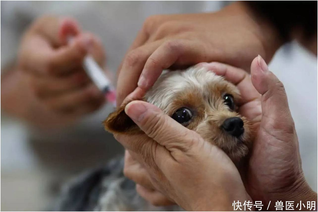 被狗咬伤要打狂犬疫苗吗?别因为一时侥幸害了