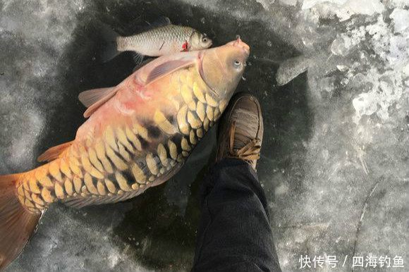 冬天里钓获的最大的一条鲤鱼 不知道这样的花鳞鲤鱼你们那有吗?