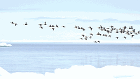 ∧自由高飞的海鸟