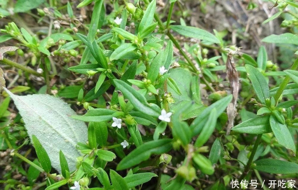 田埂上的白花野草,人称“蛇总管”,蛇见到就跑,泡茶喝可养肝 ibet国际平台登录