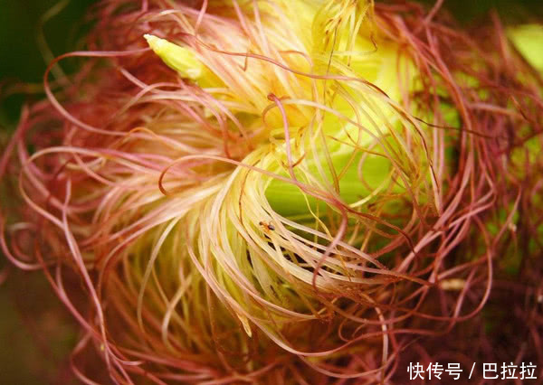 三高人群喝什么茶好?没想到这种材料能当药降