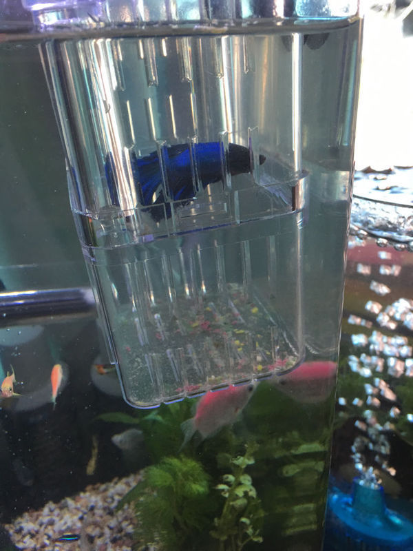 请问这是半月斗鱼还是马尾斗鱼_360问答