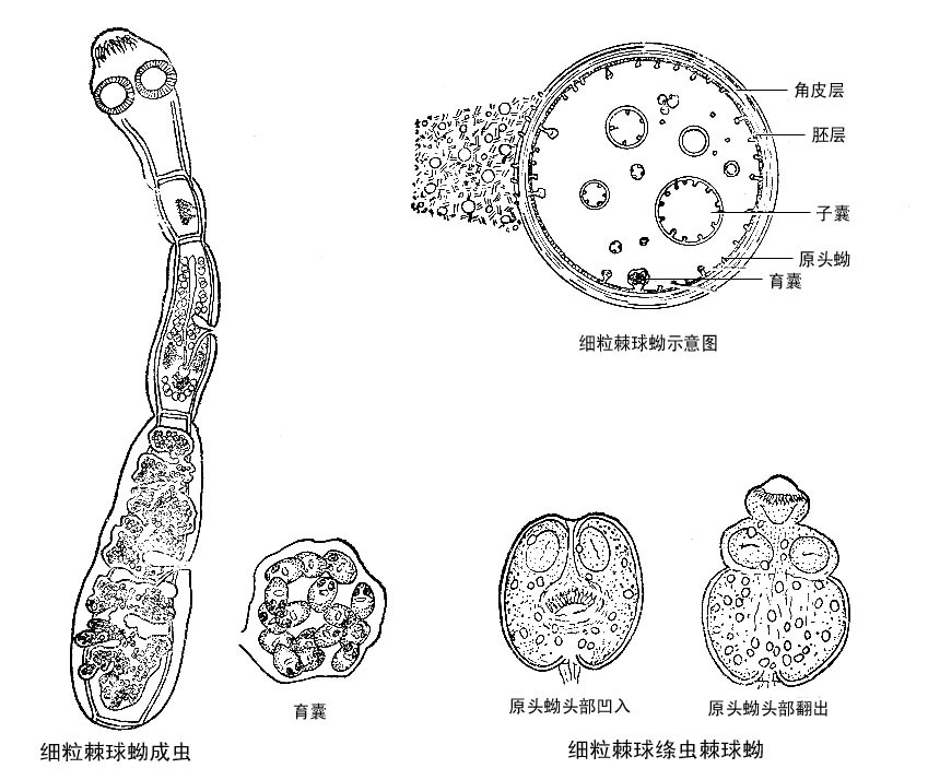 手绘桐崎千棘视频