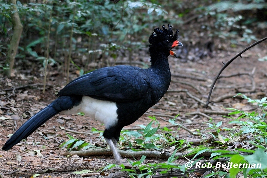 中文别名:红嘴凤冠雉